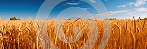 background golden wheat field under blue blue sky