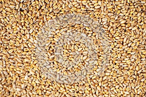 Background from grains of wheat. Close-up. Grain export, sale