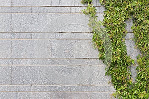 Background of granite stone wall and wild grape