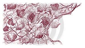 Background with grapes