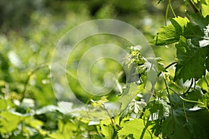 Background with a grapevine