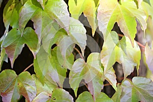 Background with grapevine leaves