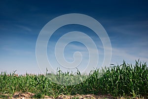 Background grass and blue sky