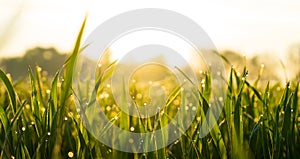 Background with grass in a fading sun and water drops