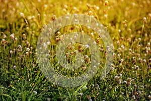 Background. Grass grows in a meadow