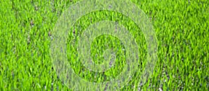 Background from grass. Perfect grass for background. Texture green grass. Blurred background