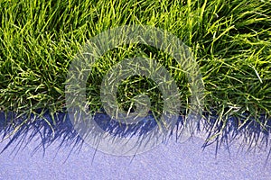 Grass texture and blue concrete