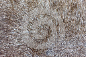 Background from gray deerskin. Skin of a short-haired grey-hoofed animal.