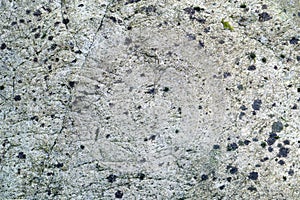 Background, gray rock surface texture, patches of moss and lichen