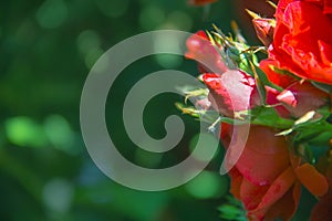 On a background of green bokeh blurred flowers of a rose red color copy space