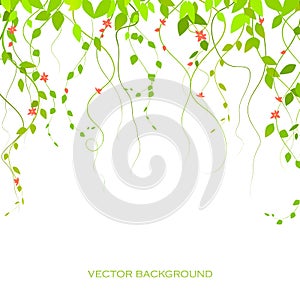 Background with green branches and flowers, lianas, vector branches. The curtain is lian