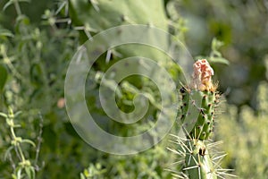 Background with green cactus blooming with pink flower