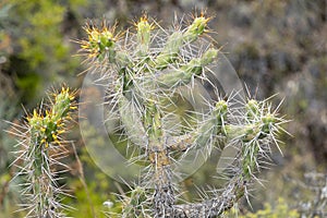 Background with green cactus blooming with pink flower