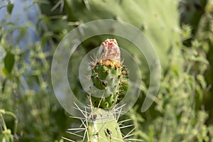 Background with green cactus blooming with pink flower