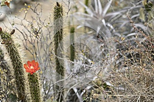 Background with green cactus blooming with red flower