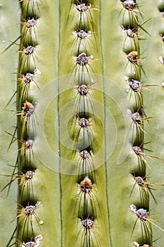Background of green cactus close up