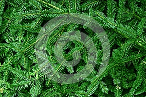 Background of green coniferous twigs of a Christmas tree. Texture suitable for any design. Christmas texture, festive background