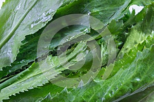 Background of green culantro leaves close up, food leaves backdrop