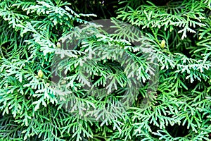 Background of green cypress foliage