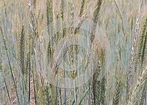 Background of green ears of cereals on a hot summer day, close-up