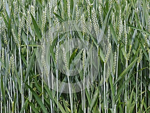 Background of green ears of wheat