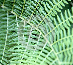 Background with green fern