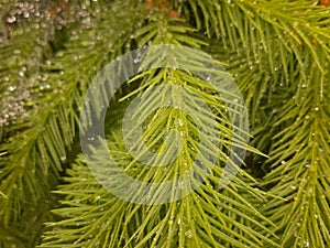 Background from green Fir tree branch. Fluffy young branch