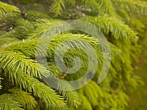 Background from green Fir tree branch. Fluffy young branch