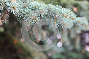 Background from green Fir tree branch. Fluffy young branch Fir tree with raindrops