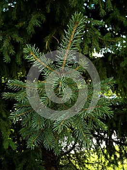 Background from green Fir tree branch. Fluffy young branch Fir tree with raindrops