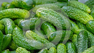 Background of green fresh cucumbers