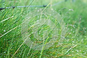 Background of green fresh grass covered with dew in the morning
