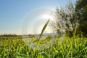 Background of green fresh grass with dew in the morning