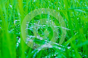 Background of green fresh grass with dew in the morning