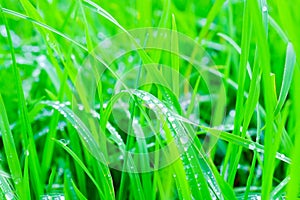 Background of green fresh grass with dew in the morning