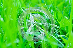 Background of green fresh grass with dew in the morning