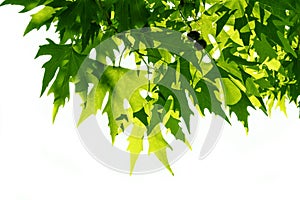 Background of green fresh leaves of Platanus orientalis. Beauty foliage. Natural background for design or texture photo