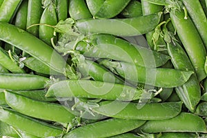 Background of green fresh peas in a stitch. close-up.