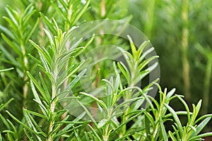 Background of green fresh rosemary herb bunches