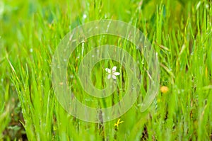 Background of green, fresh, young, field grass with droplets of morning dew