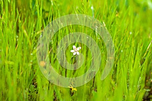 Background of green, fresh, young, field grass with droplets of morning dew