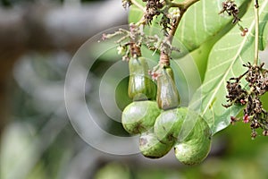 Background of green fruit of cashew tree. Scientific name is Anacardium occidentale photo