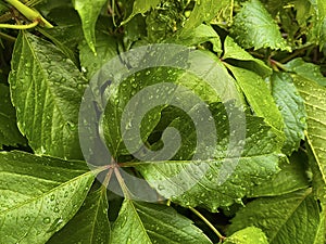 The background of green grape leaves