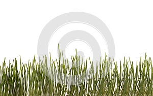 Background with green grass .