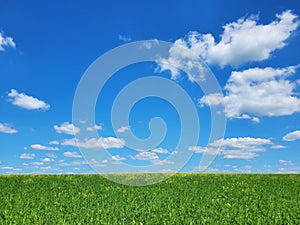 Background with green grass and blue sky with snow-white clouds