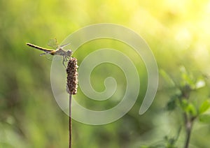 On a background of green grass on a branch sitting dragonfly light green color sun rays copy space