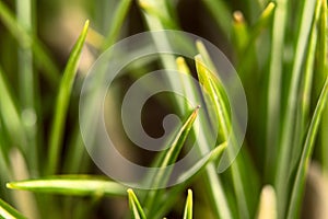 Background with green grass macro, soft focus