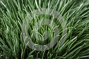 background of green grass closeup