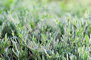Background of green grass covered with dew in the morning in the summer_