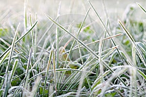 Background from a green grass covered with hoarfrost